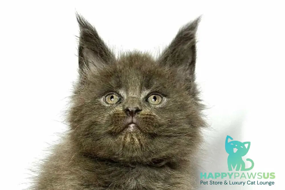 Joker Maine Coon male blue - live animals
