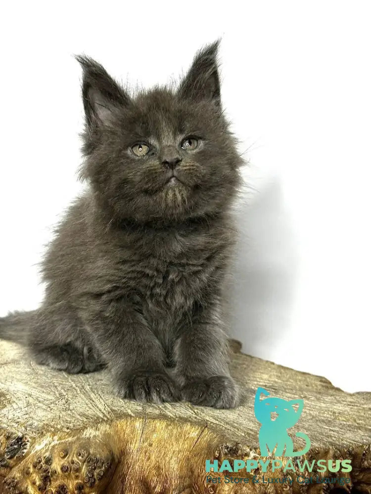 Joker Maine Coon male blue - live animals