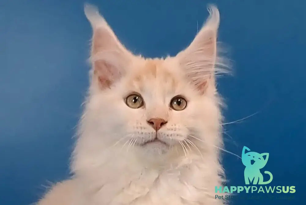 Joker Maine Coon male red silver tabby live animals