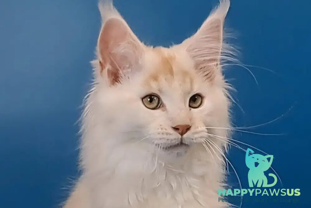 Joker Maine Coon male red silver tabby live animals