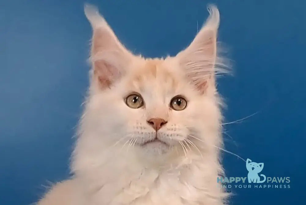 Joker Maine Coon male red silver tabby live animals