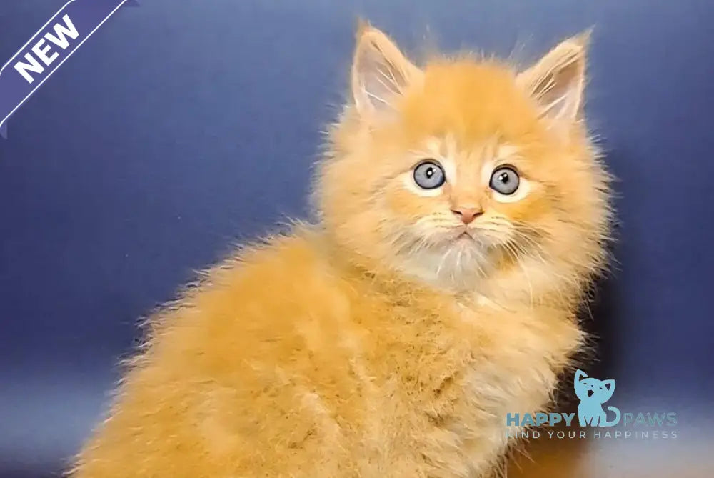 Joker Maine Coon male red tabby live animals