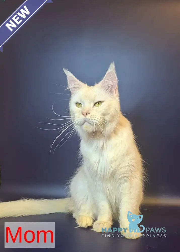 Joker Maine Coon male red tabby live animals