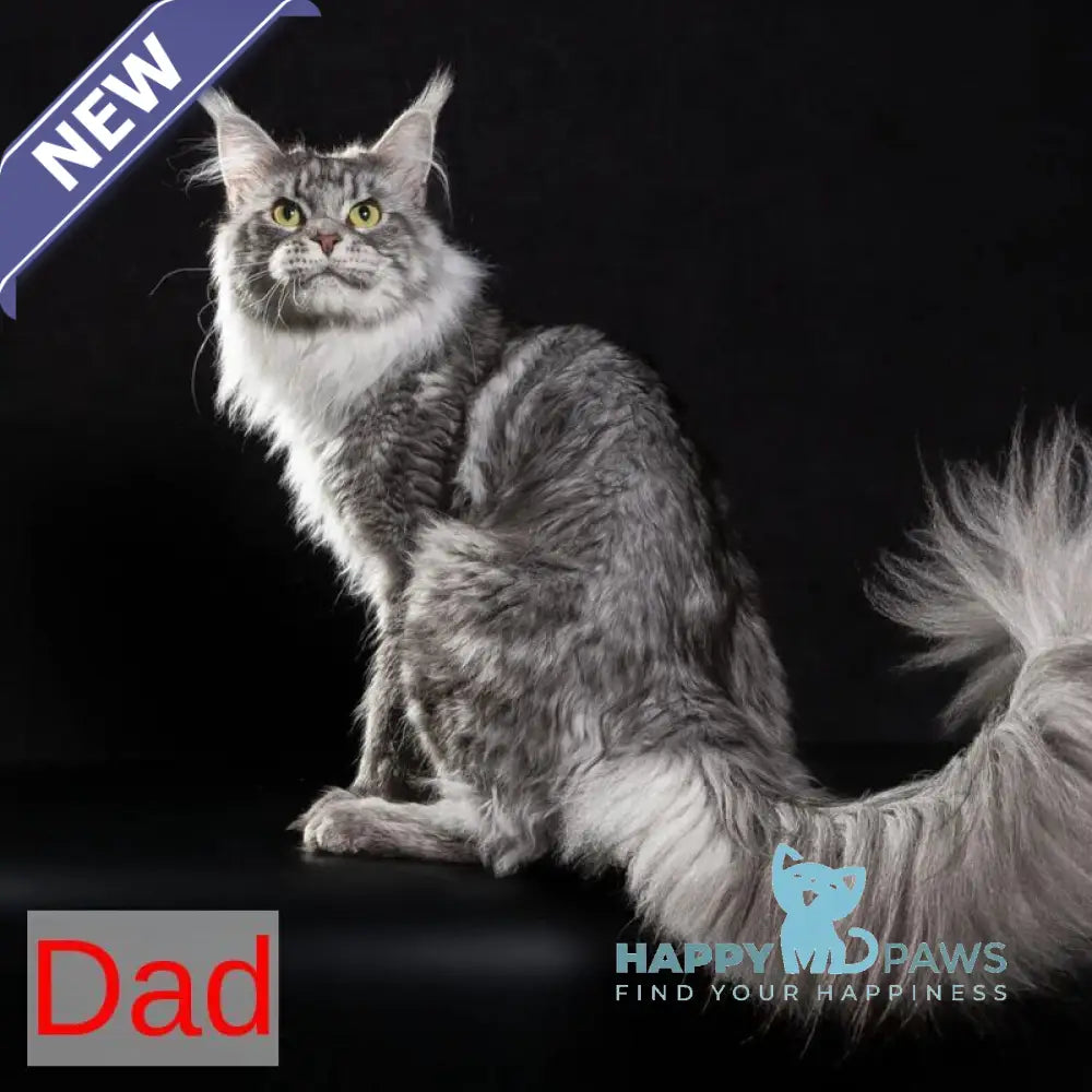 Joker Maine Coon male red tabby live animals