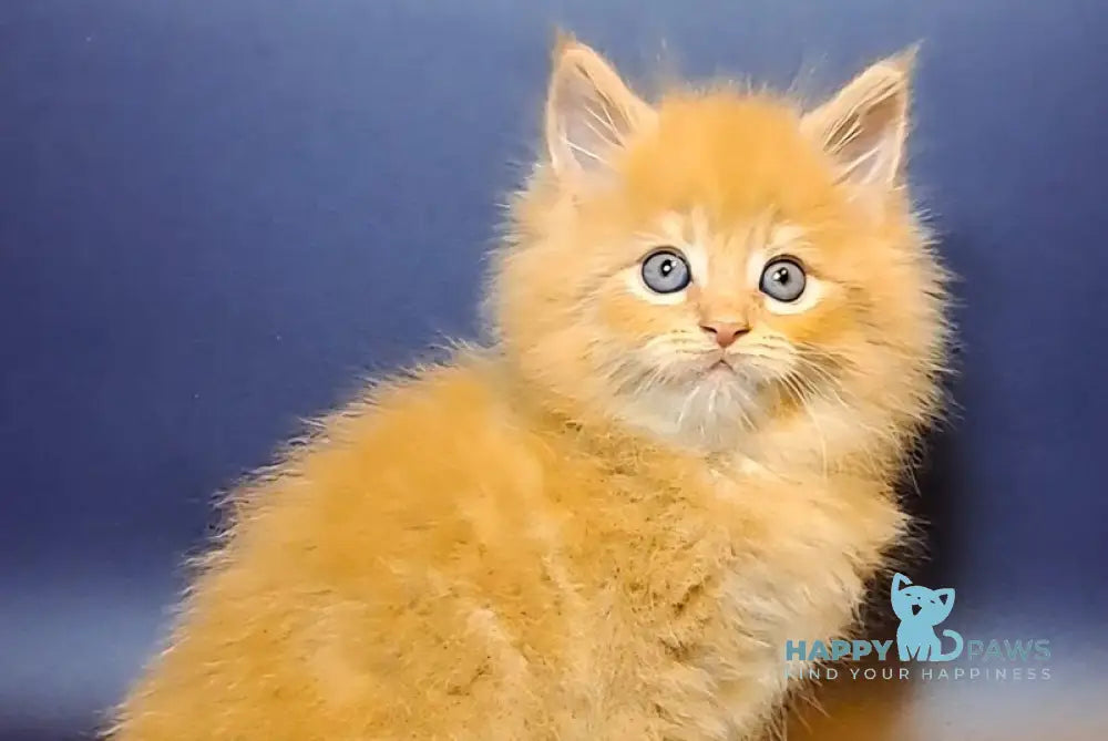 Joker Maine Coon male red tabby live animals