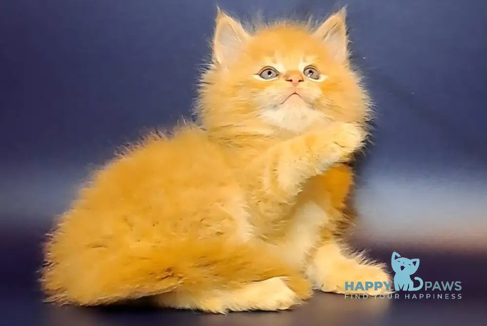 Joker Maine Coon male red tabby live animals