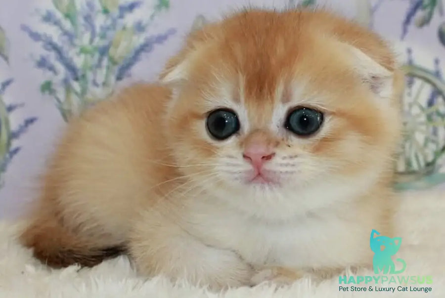 Joker Scottish Fold male black golden chinchilla - live animals