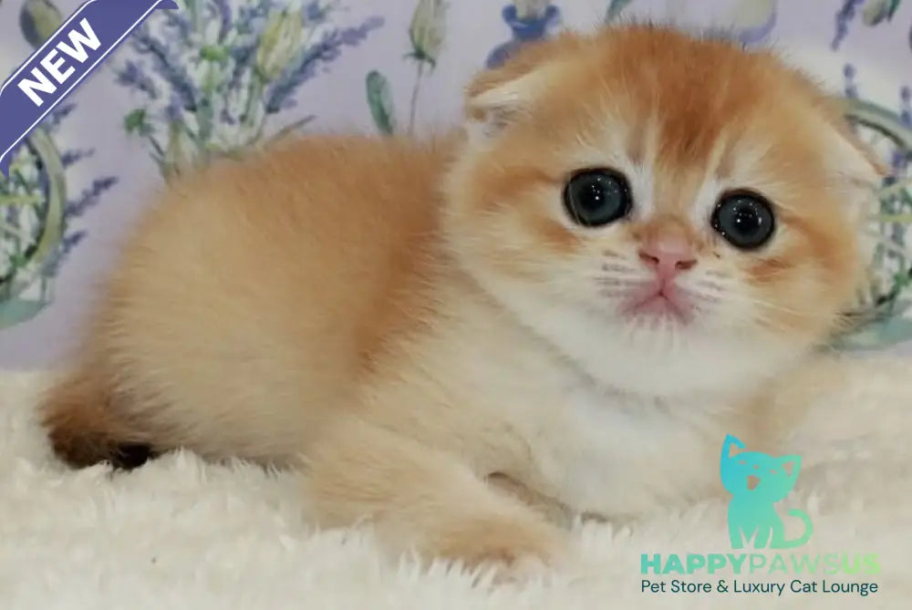 Joker Scottish Fold male black golden chinchilla - live animals