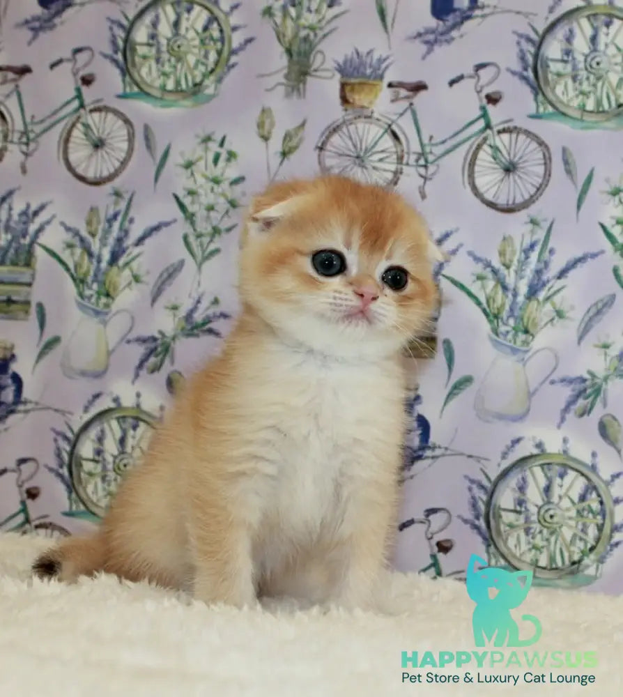 Joker Scottish Fold male black golden chinchilla - live animals
