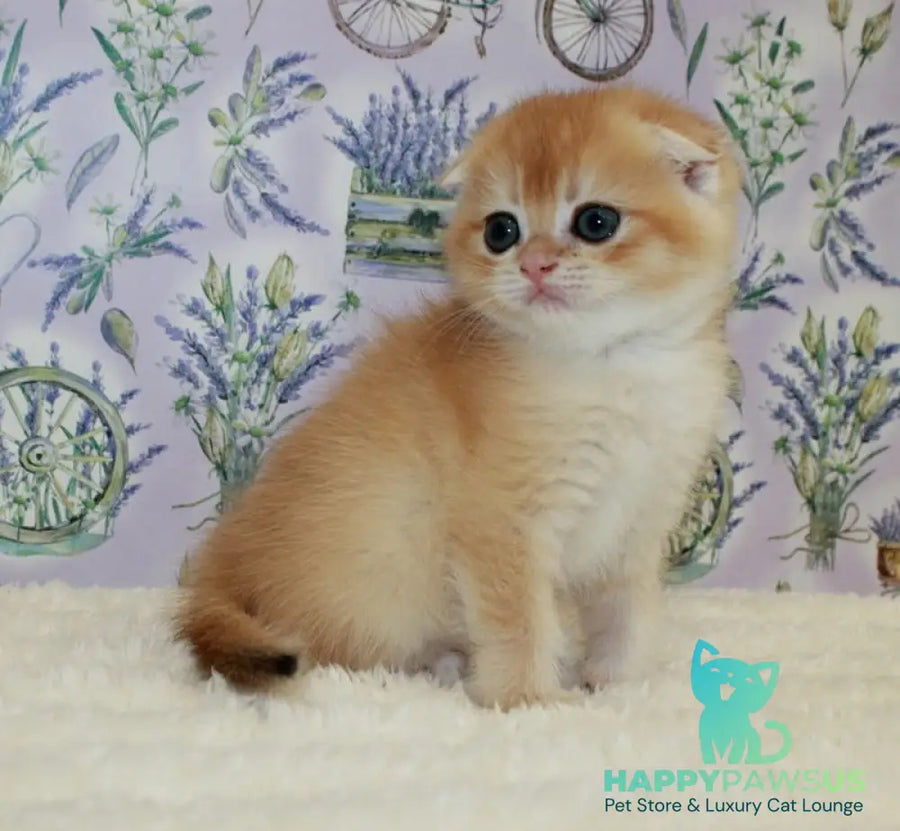 Joker Scottish Fold male black golden chinchilla - live animals
