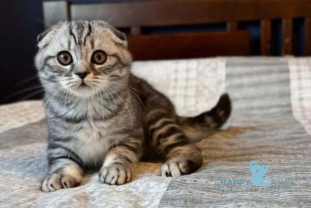 Joker Scottish Fold male black silver tabby live animals