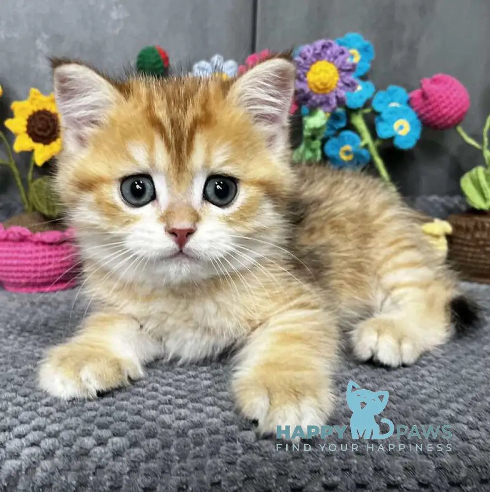 Joker Scottish Straight male black golden spotted tabby live animals