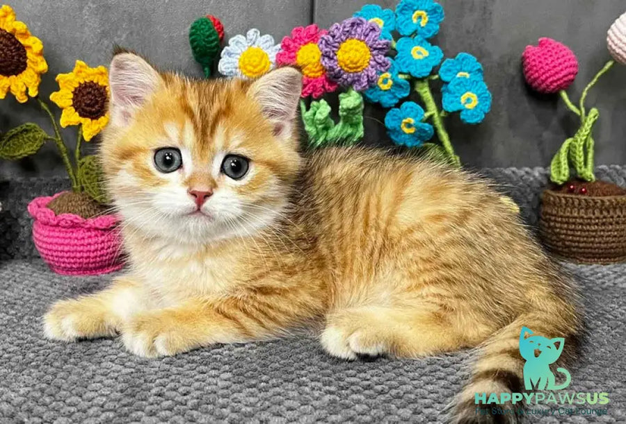 Joker Scottish Straight male black golden spotted tabby live animals