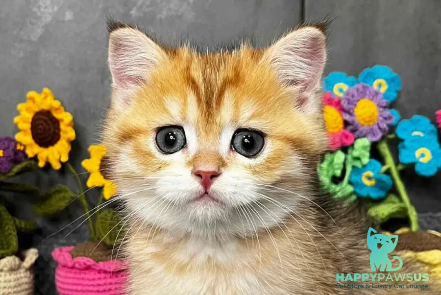 Joker Scottish Straight male black golden spotted tabby live animals