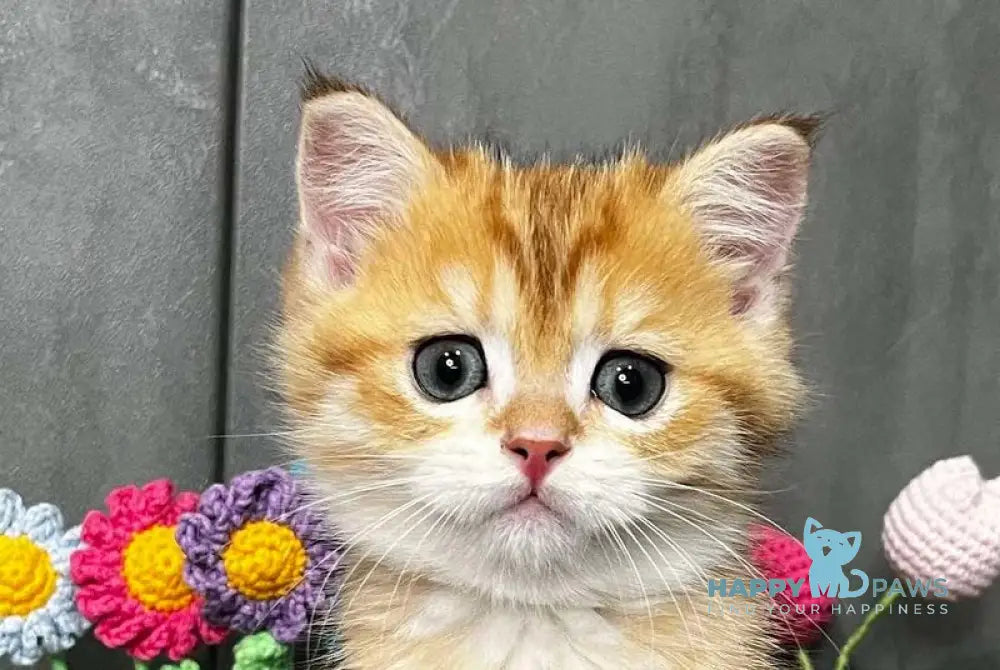 Joker Scottish Straight male black golden spotted tabby live animals