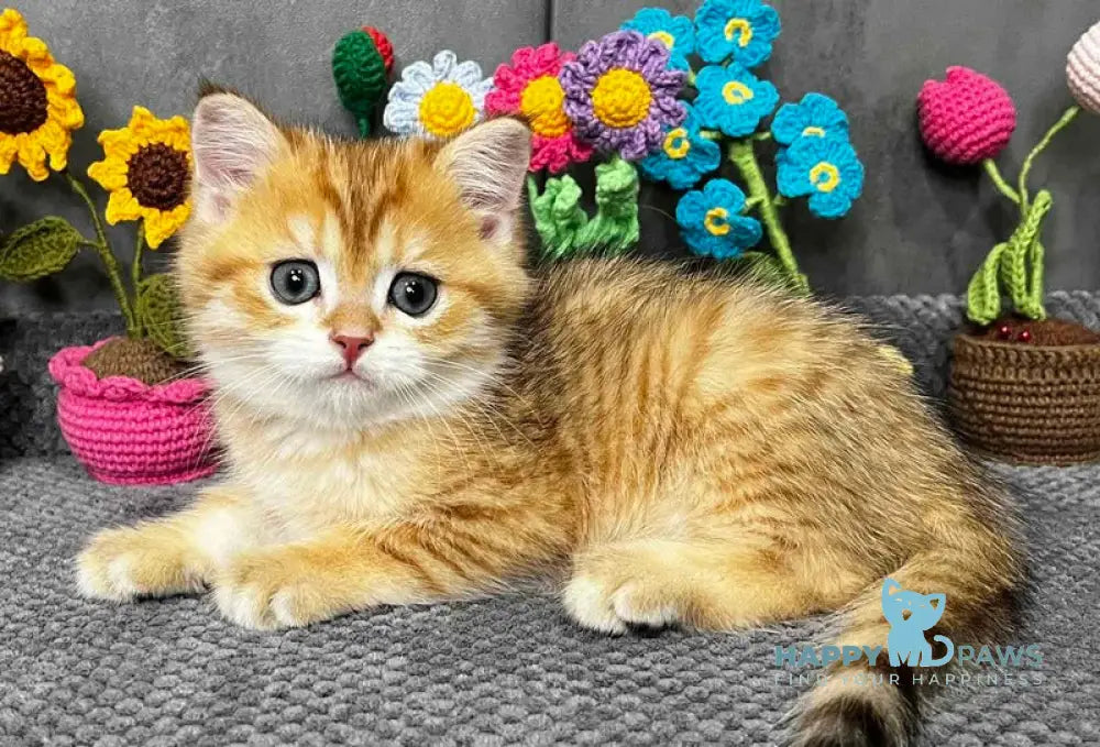 Joker Scottish Straight male black golden spotted tabby live animals