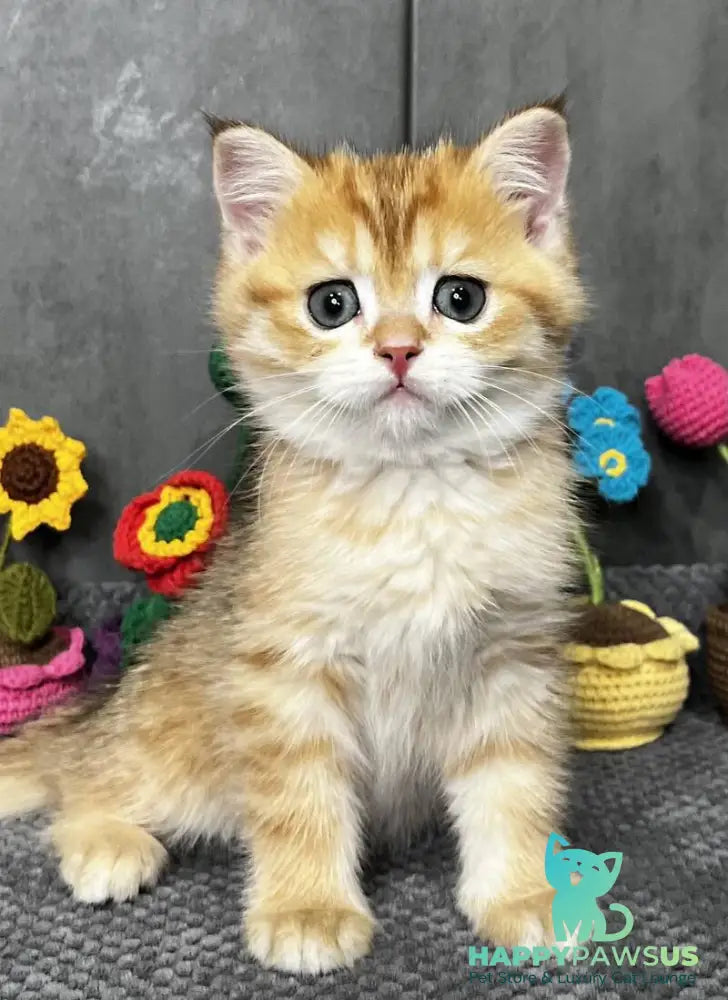 Joker Scottish Straight male black golden spotted tabby live animals
