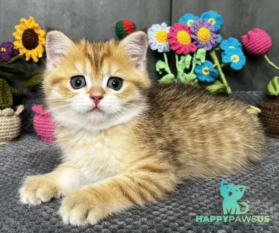 Joker Scottish Straight male black golden spotted tabby live animals