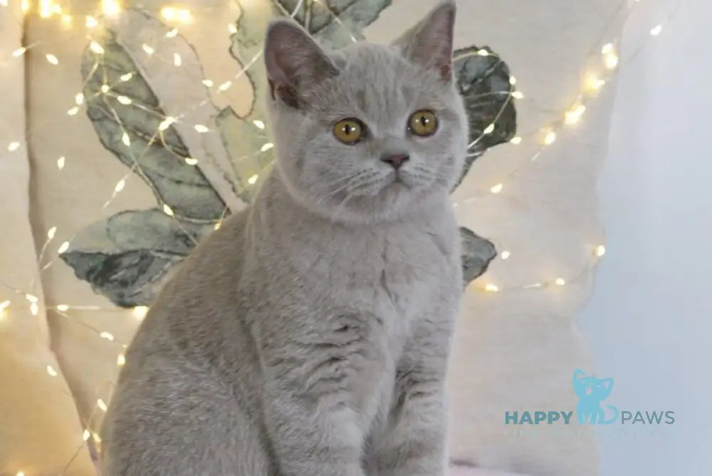 Jolee British Shorthair female lilac live animals