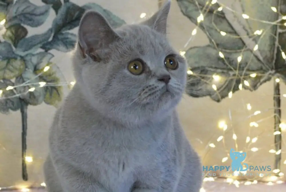 Jolee British Shorthair female lilac live animals