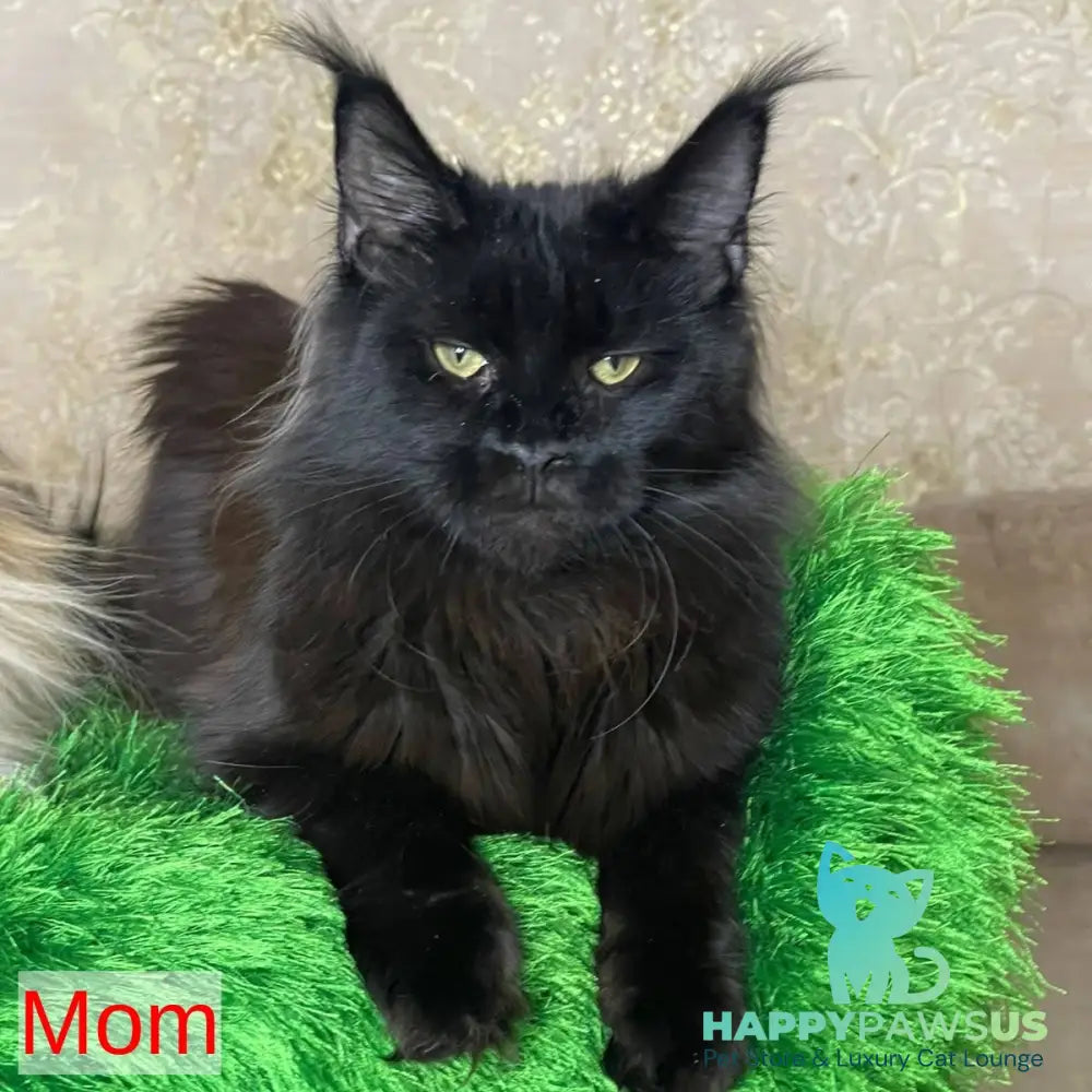 Joli Maine Coon female black - live animals