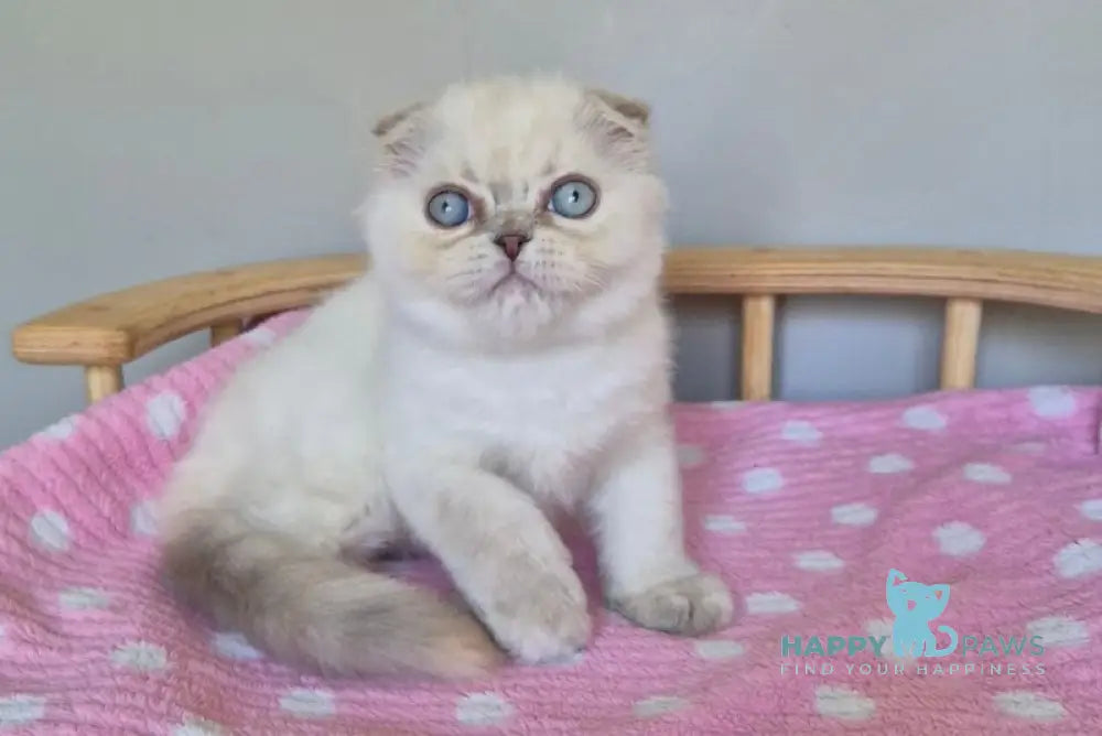 Joli Scottish Fold female blue tortie tabby pointed live animals