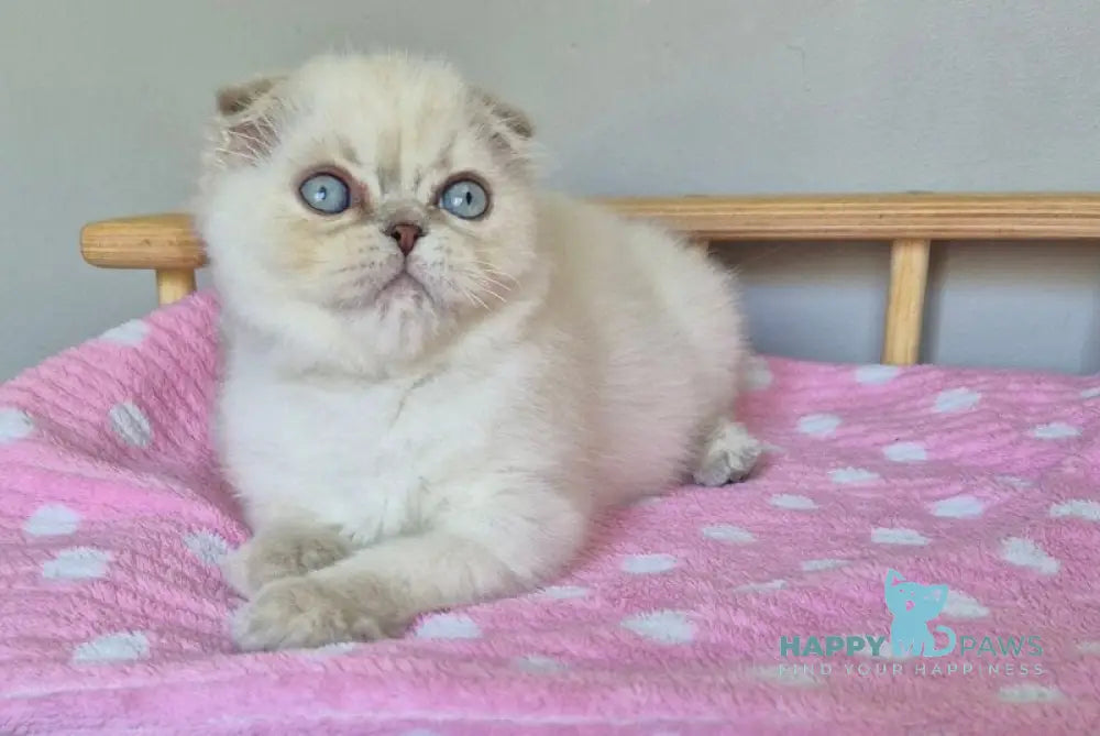 Joli Scottish Fold female blue tortie tabby pointed live animals