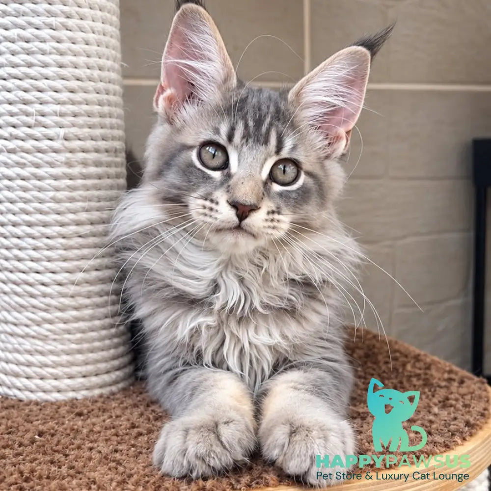 Jolie Maine Coon female blue silver tabby - live animals