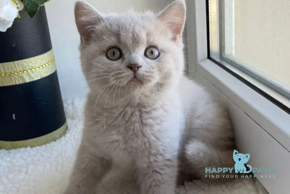 Jolli British Shorthair female lilac live animals