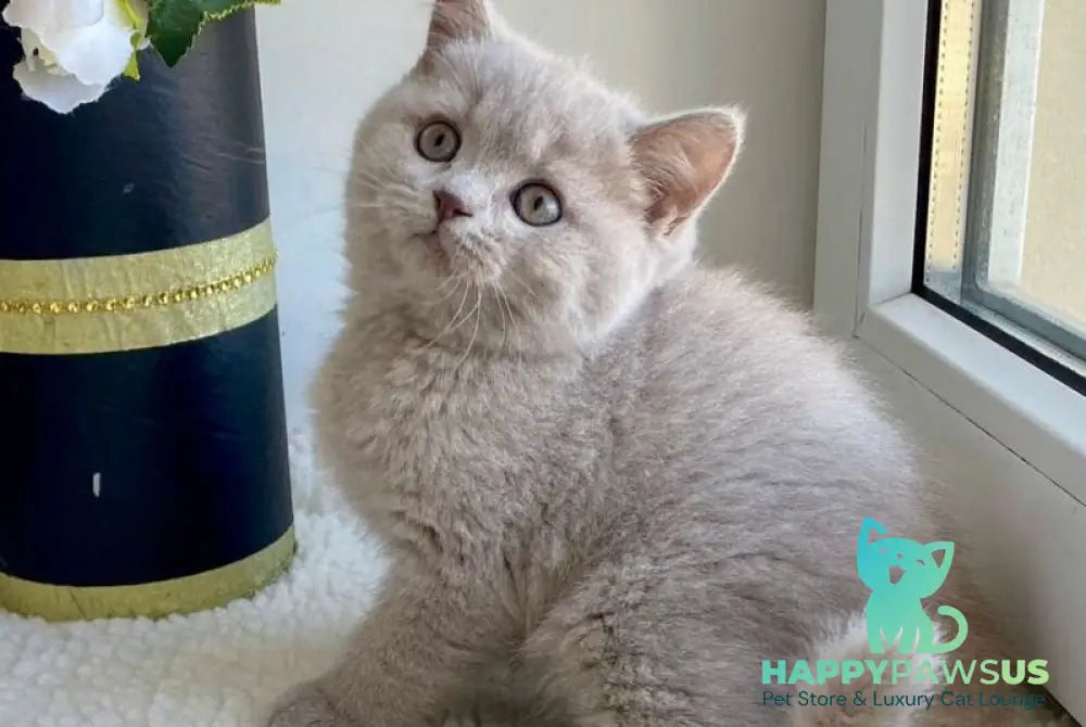 Jolli British Shorthair female lilac live animals