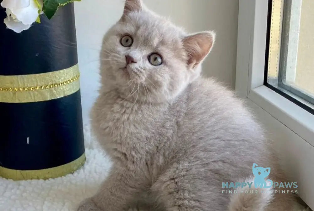 Jolli British Shorthair female lilac live animals