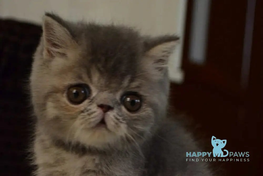 Jolly Exotic female blue tortie spotted tabby live animals