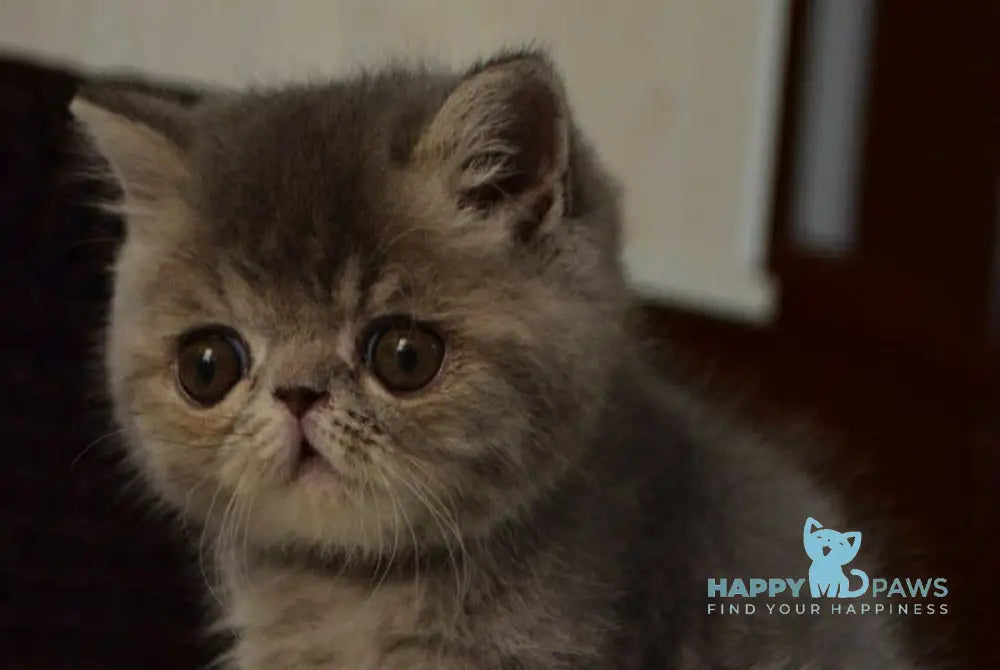 Jolly Exotic female blue tortie spotted tabby live animals