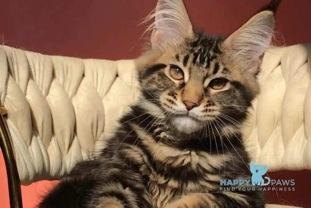 Joly Maine Coon female black tabby live animals