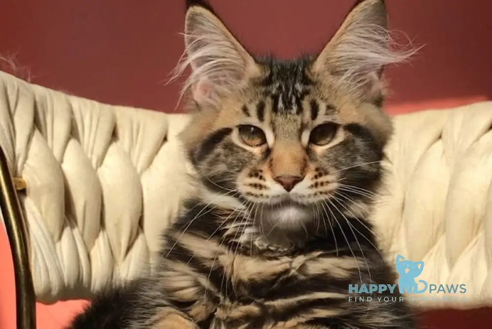 Joly Maine Coon female black tabby live animals