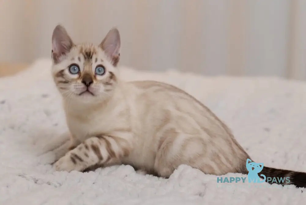 Jon Bengal male black pointed live animals