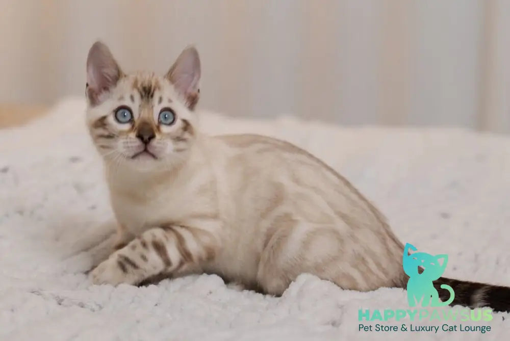 Jon Bengal male black pointed live animals