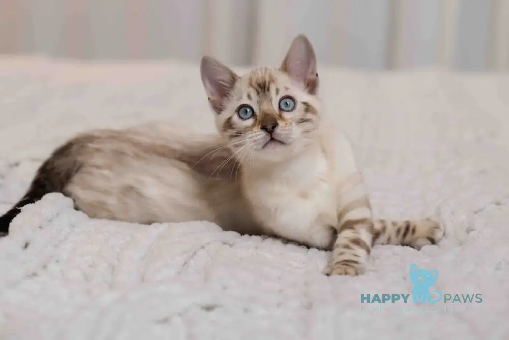 Jon Bengal male black pointed live animals