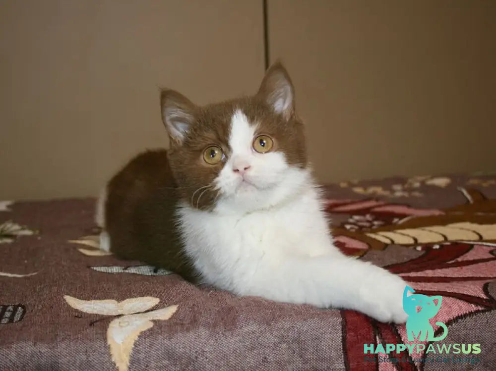 Jonathan British Shorthair male cinnamon bicolour - live animals