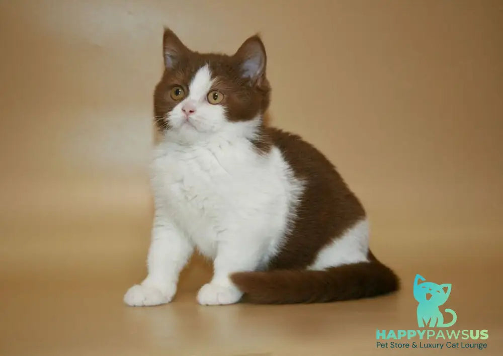 Jonathan British Shorthair male cinnamon bicolour - live animals