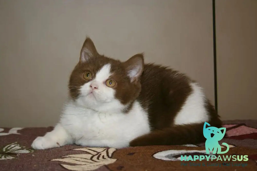 Jonathan British Shorthair male cinnamon bicolour - live animals