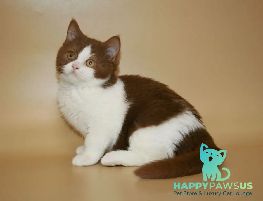 Jonathan British Shorthair male cinnamon bicolour - live animals