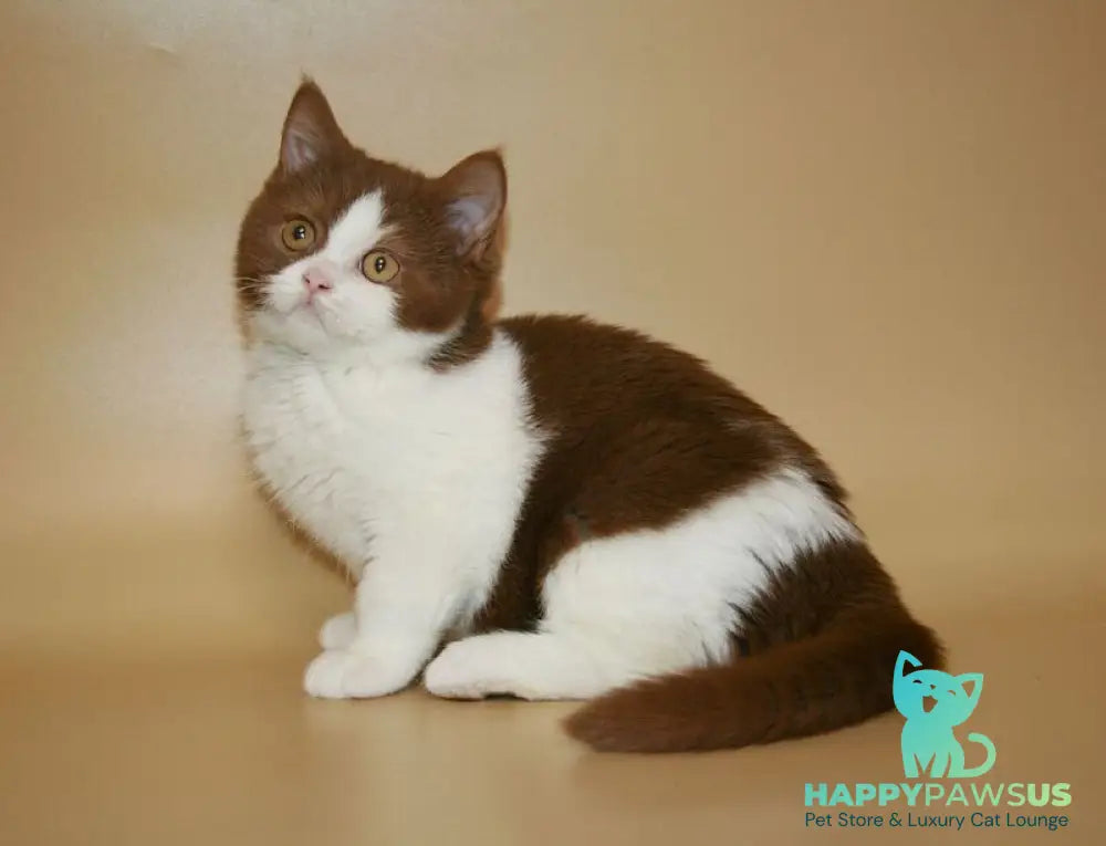 Jonathan British Shorthair male cinnamon bicolour - live animals