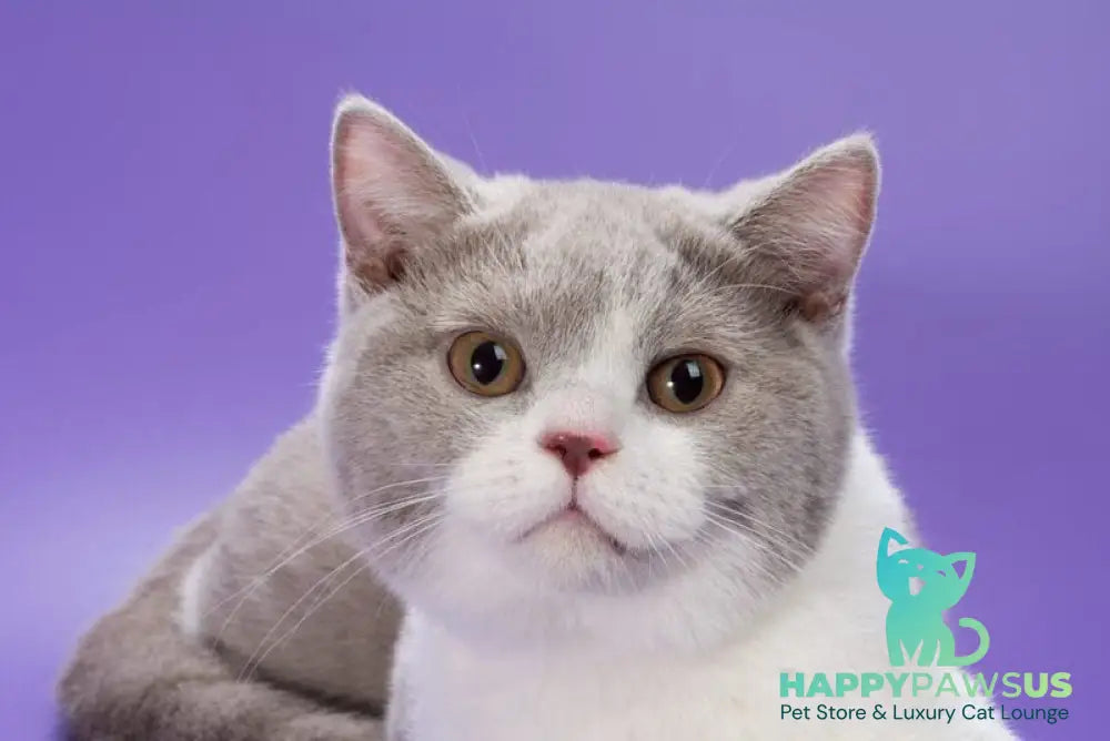 Jonny British Shorthair male lilac bicolour live animals