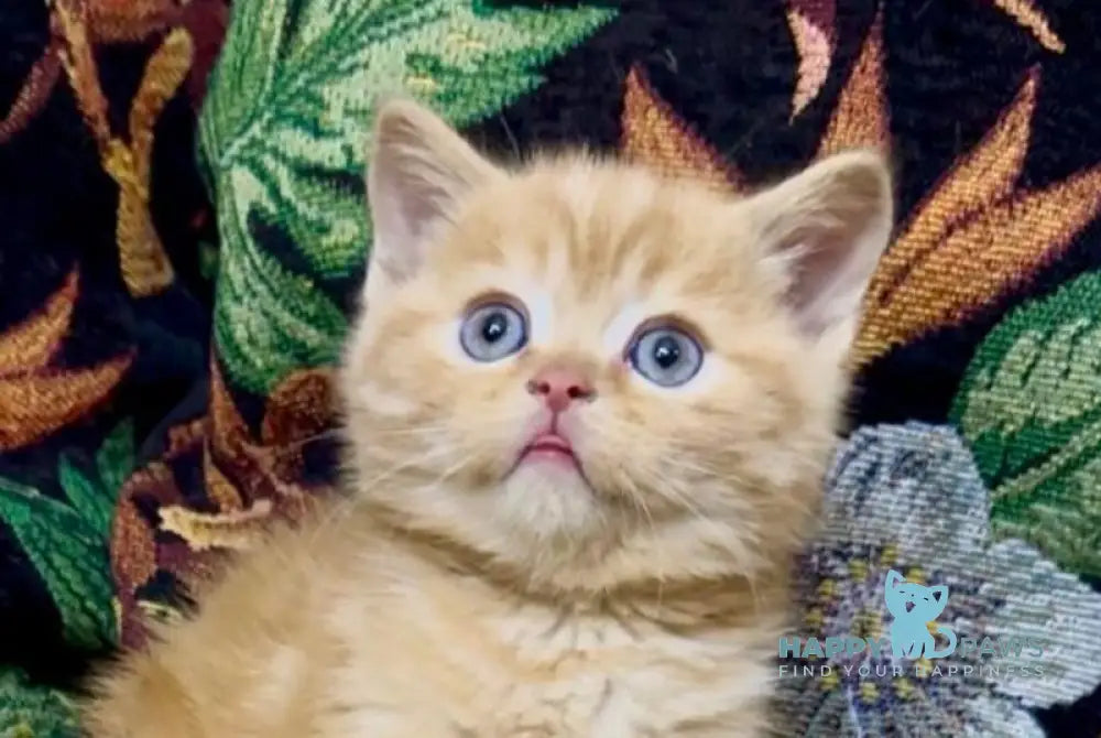 Jonny Scottish Straight male red tabby live animals