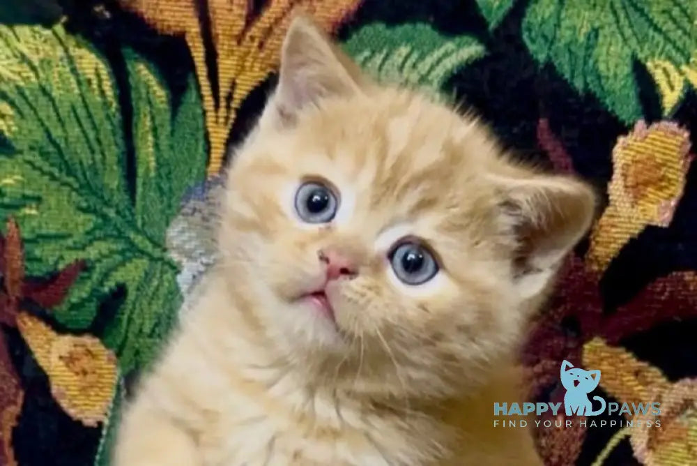 Jonny Scottish Straight male red tabby live animals