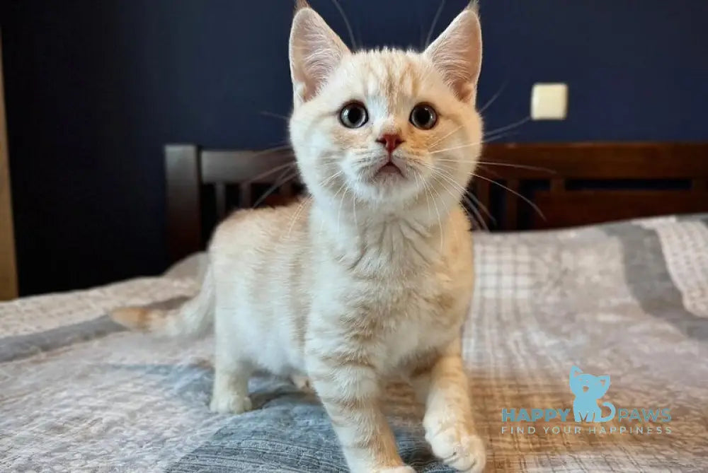 Jonos Scottish Straight male cream silver spotted tabby live animals