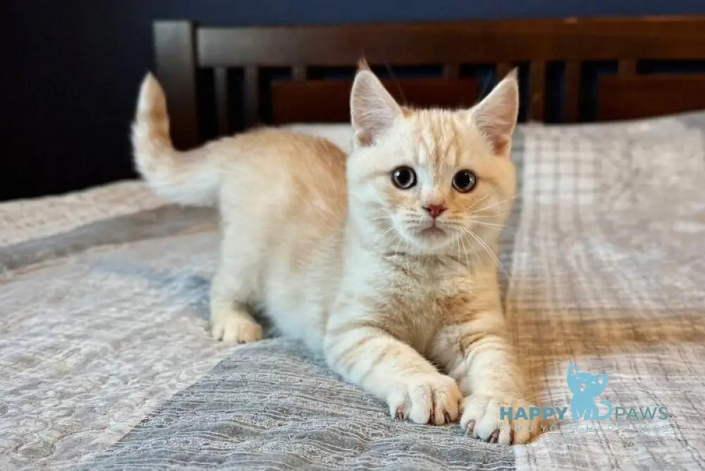 Jonos Scottish Straight male cream silver spotted tabby live animals