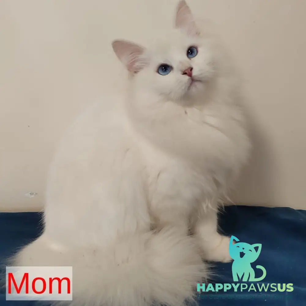 Jora Siberian male black tabby pointed with white - live animals