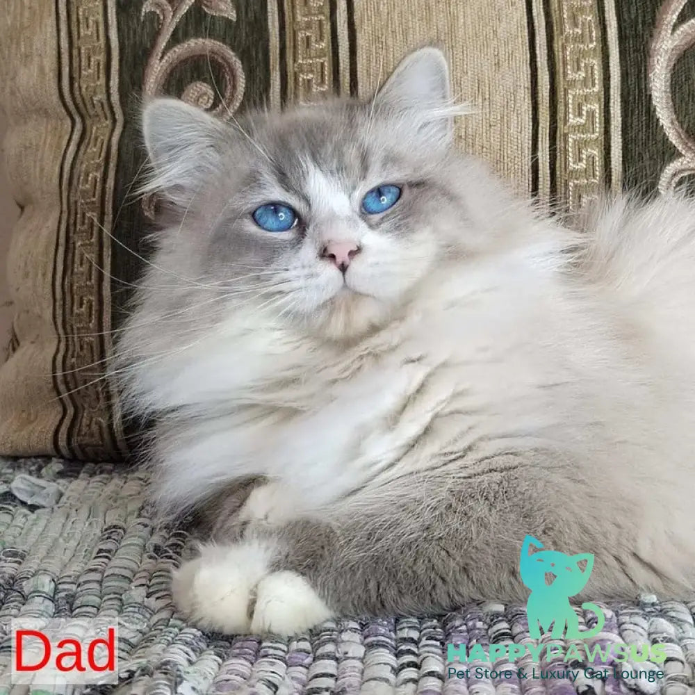 Jora Siberian male black tabby pointed with white - live animals